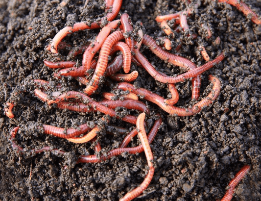 Live Worms! (Free shipping) - Impact Particles 