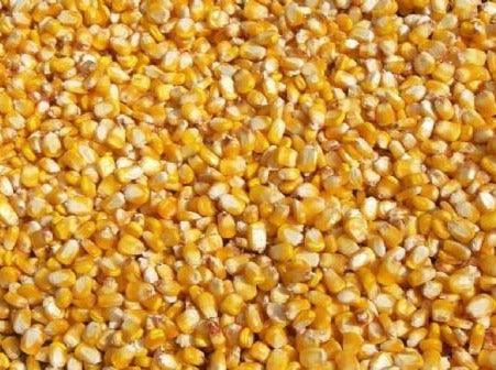 Maize (Dry) - Impact Particles 