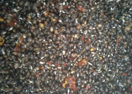 Chilli Hemp Seed - Impact Particles 